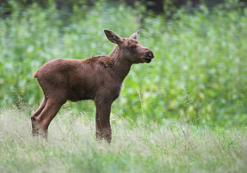 Kopie von elch090707-4.jpg